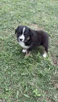Iris , a female Miniature Australian Shepherd for sale in Haworth, OK – 2 of 5