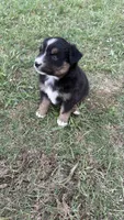 Maveric , a male Miniature Australian Shepherd for sale in Haworth, OK – 3 of 4