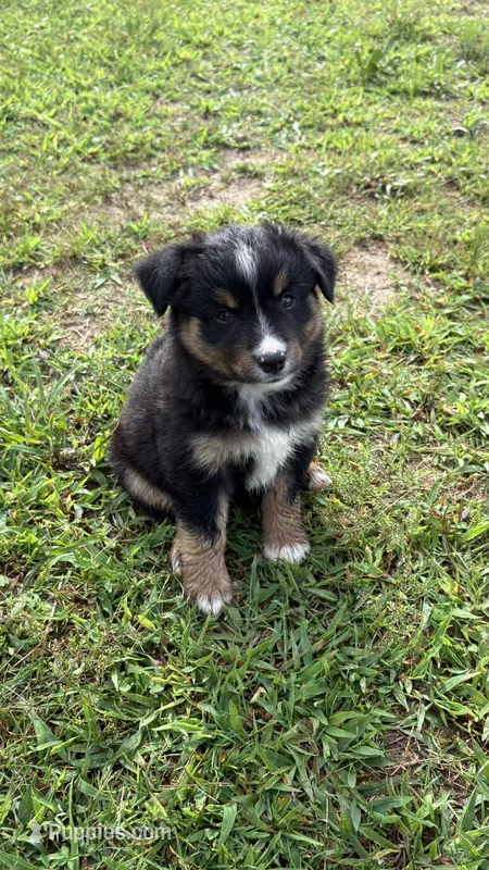 Maveric  – Miniature Australian Shepherd puppy for sale in Haworth, OK
