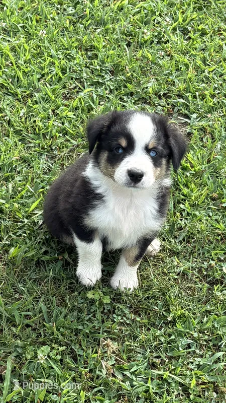 Blaze  – Miniature Australian Shepherd puppy for sale in Haworth, OK