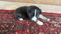 Iris , a female Miniature Australian Shepherd for sale in Haworth, OK – 5 of 5