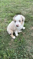 Buz , a male Miniature Australian Shepherd for sale in Haworth, OK – 3 of 5