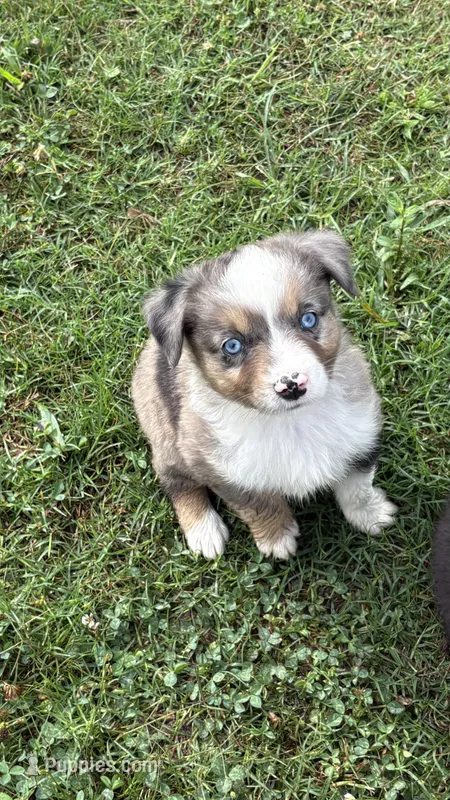 Tulip  – Miniature Australian Shepherd puppy for sale in Haworth, OK