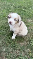 Buz , a male Miniature Australian Shepherd for sale in Haworth, OK – 2 of 5