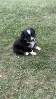 Dahlia , a female Miniature Australian Shepherd for sale in Haworth, OK – 1 of 5