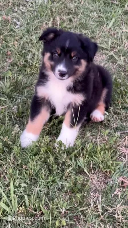 Buck – Miniature Australian Shepherd puppy for sale in Haworth, OK