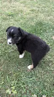 Buck, a male Miniature Australian Shepherd for sale in Haworth, OK – 2 of 5