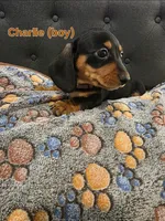 Charlie, a male Miniature Dachshund for sale in Peoria, AZ – 2 of 2