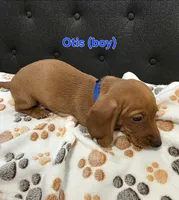Otis, a male Miniature Dachshund for sale in Peoria, AZ – 2 of 2