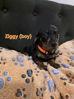 Ziggy, a male Miniature Dachshund for sale in Peoria, AZ – 2 of 2
