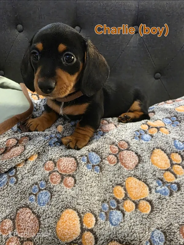 Charlie – Miniature Dachshund puppy for sale in Peoria, AZ