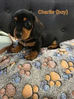 Charlie, a male Miniature Dachshund for sale in Peoria, AZ – 1 of 2