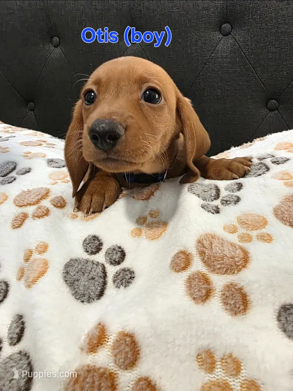 Otis – Miniature Dachshund puppy for sale in Peoria, AZ
