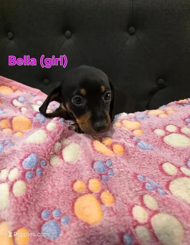 Bella – Miniature Dachshund puppy for sale in Peoria, AZ