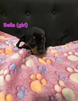 Bella, a female Miniature Dachshund for sale in Peoria, AZ – 1 of 2