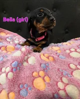 Bella, a female Miniature Dachshund for sale in Peoria, AZ – 2 of 2