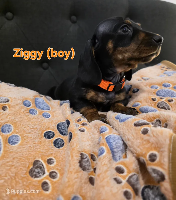 Ziggy – Miniature Dachshund puppy for sale in Peoria, AZ