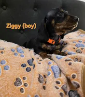 Ziggy, a male Miniature Dachshund for sale in Peoria, AZ – 1 of 2