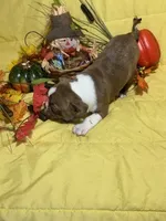 Red, a male Boston Terrier for sale in Callao, MO – 2 of 7