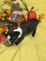 Rose, a female Boston Terrier for sale in Callao, MO – 5 of 7