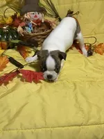 Ezzie, a female Boston Terrier for sale in Callao, MO – 2 of 7