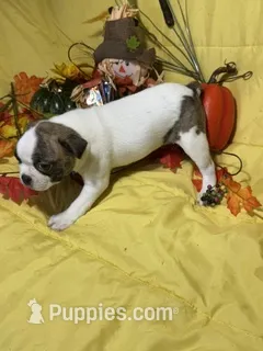 Ezzie – Boston Terrier puppy for sale in Callao, MO