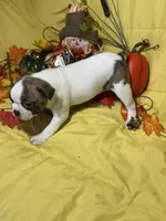 Ezzie, a female Boston Terrier for sale in Callao, MO – 1 of 7