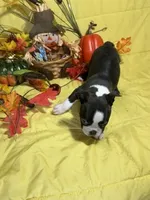 Rose, a female Boston Terrier for sale in Callao, MO – 4 of 7
