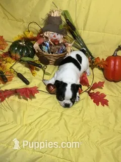 Splash – Boston Terrier puppy for sale in Callao, MO