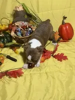 Red, a male Boston Terrier for sale in Callao, MO – 5 of 7