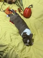 Red, a male Boston Terrier for sale in Callao, MO – 1 of 7