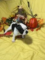 Blossom, a female Boston Terrier for sale in Callao, MO – 5 of 6