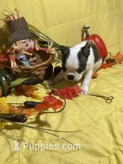 Elvis – Boston Terrier puppy for sale in Callao, MO