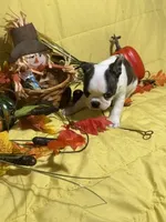 Elvis, a male Boston Terrier for sale in Callao, MO – 1 of 7