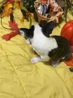 Rocky, a male Boston Terrier for sale in Callao, MO – 3 of 7