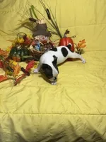 Blossom, a female Boston Terrier for sale in Callao, MO – 4 of 6
