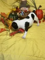 Blossom, a female Boston Terrier for sale in Callao, MO – 2 of 6