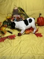Splash, a male Boston Terrier for sale in Callao, MO – 2 of 7
