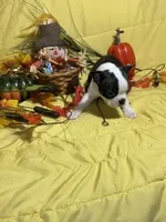 Rocky, a male Boston Terrier for sale in Callao, MO – 4 of 7