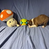 processed/f772d50e-a9ac-4998-8e29-d4d0b167a4e0/listing/47295f7a-a05b-47ac-aa26-668f4c26e863/3a7e310b-9f31-4bd8-8be4-105c11444678