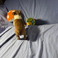 processed/f772d50e-a9ac-4998-8e29-d4d0b167a4e0/listing/47295f7a-a05b-47ac-aa26-668f4c26e863/d36c77c8-2361-4113-bae9-6f7535631568