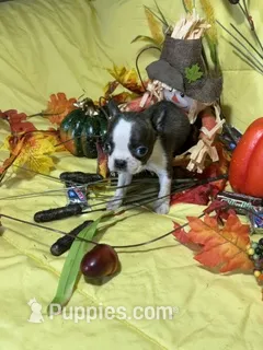 Tiny Tim – Boston Terrier puppy for sale in Callao, MO