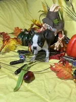 Tiny Tim, a male Boston Terrier for sale in Callao, MO – 6 of 7