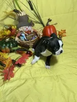 Rose, a female Boston Terrier for sale in Callao, MO – 6 of 7