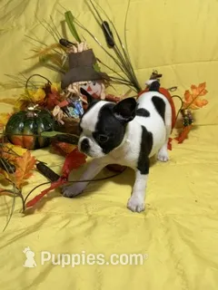 Blossom – Boston Terrier puppy for sale in Callao, MO