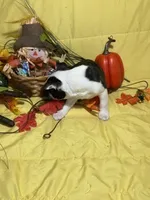 Rocky, a male Boston Terrier for sale in Callao, MO – 5 of 7