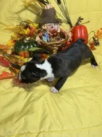 Rose, a female Boston Terrier for sale in Callao, MO – 3 of 7