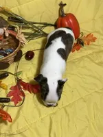 Elvis, a male Boston Terrier for sale in Callao, MO – 4 of 7
