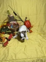 Ezzie, a female Boston Terrier for sale in Callao, MO – 4 of 7