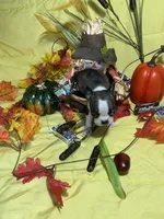 Tiny Tim, a male Boston Terrier for sale in Callao, MO – 4 of 7
